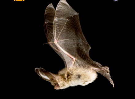 Bats and Artificial Lighting Short Course plain image.png