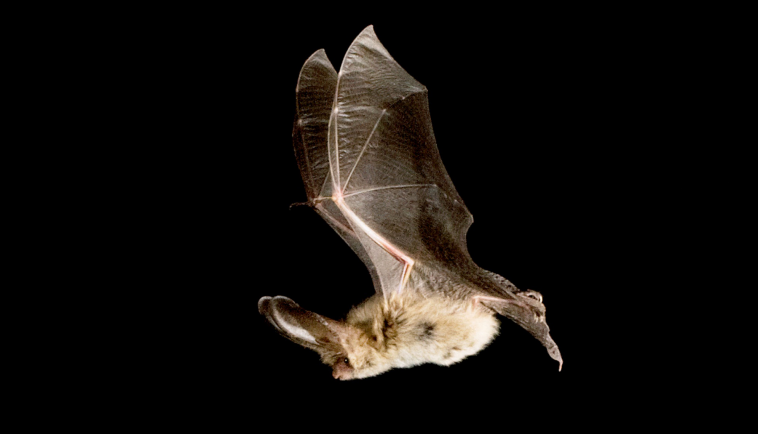 bat.png
