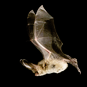 bat.png